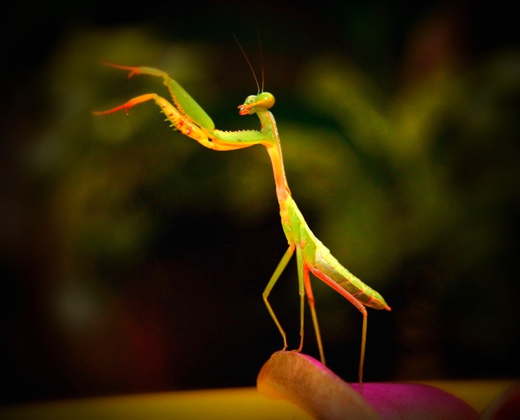 Conductor Music by NITA KURNIA PURADIREDJA